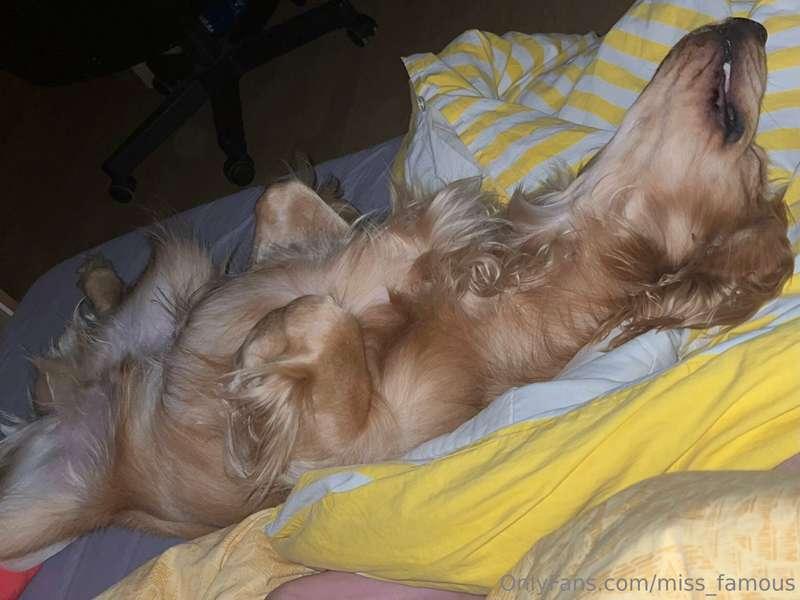 Hi, my best friend 🐾 This cutie is Snoopy, and he’s always w..