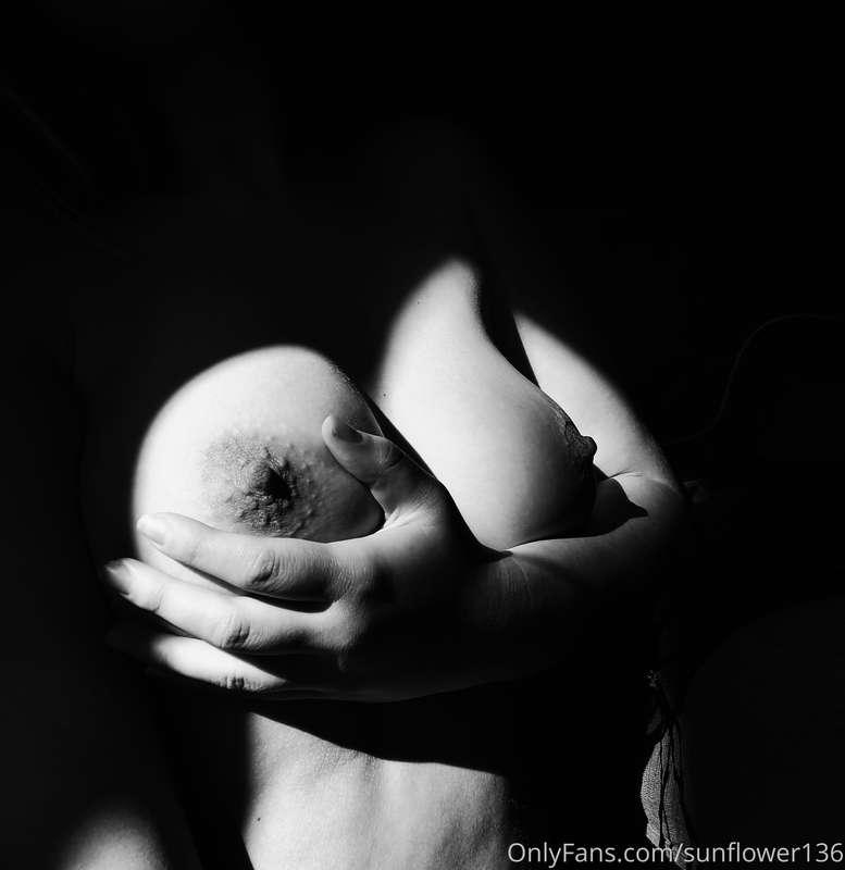 sunflower136 image #1