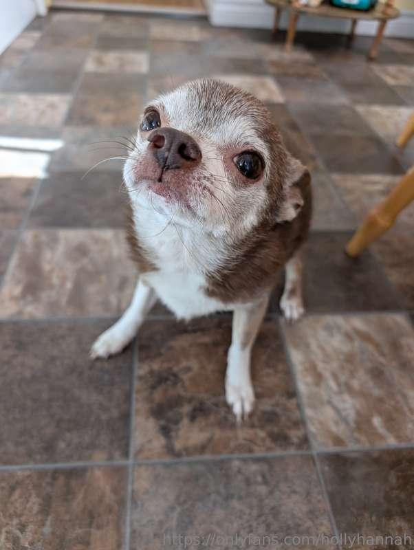 Raising money for my 17 year old chihuahuas vet visit. Coco ..