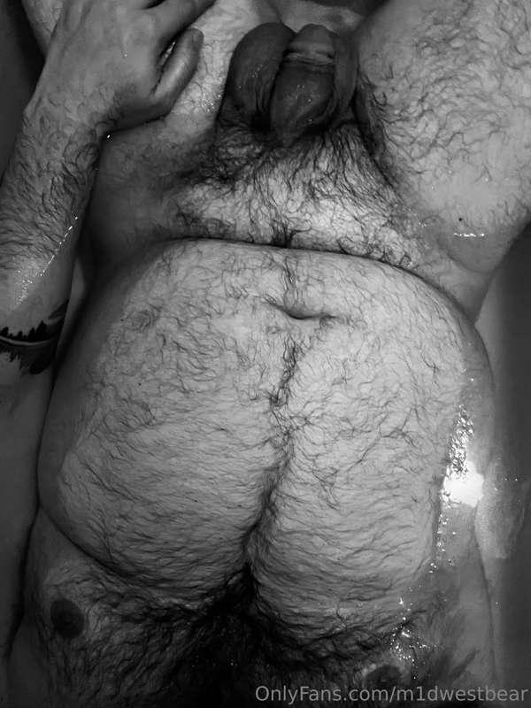 m1dwestbear image #2