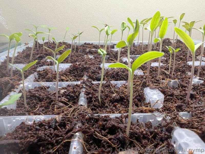 30 tomato plants 6 types 24 peppers 6 types 4 each oregano, ..