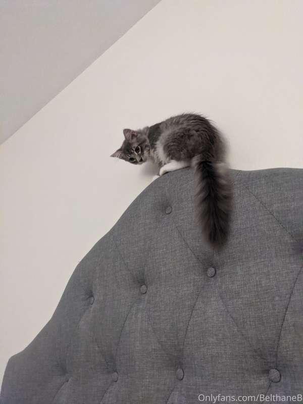 Cat photo dump! It’s been one year since so got this weird n..