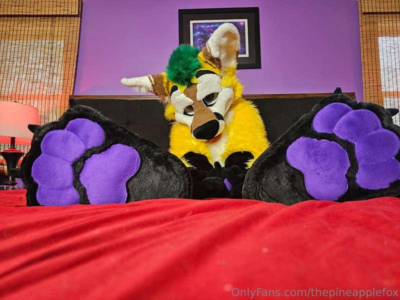 thepineapplefox image #1