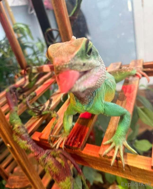 explicitkait image #8