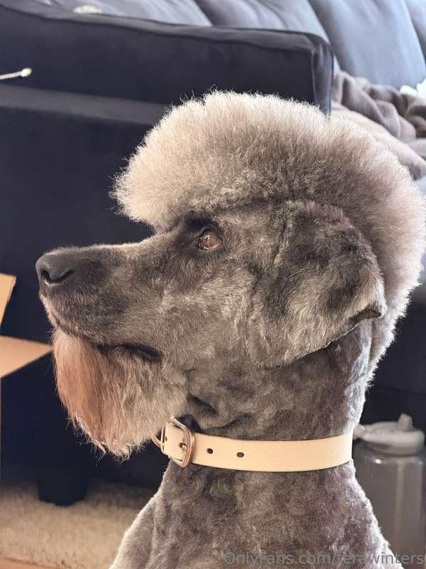 My baby got a haircut 🤗Sorry for not being so active on here..