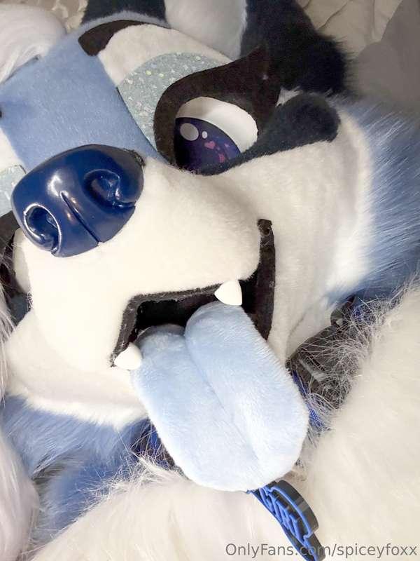 spiceyfoxx image #3
