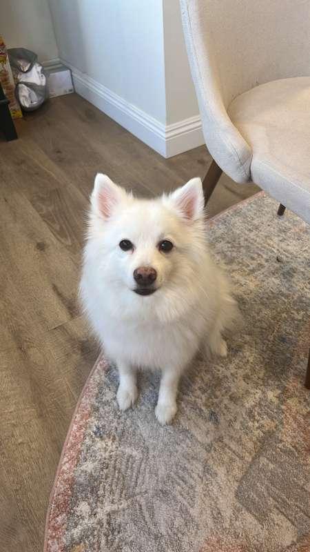 Pet Photos