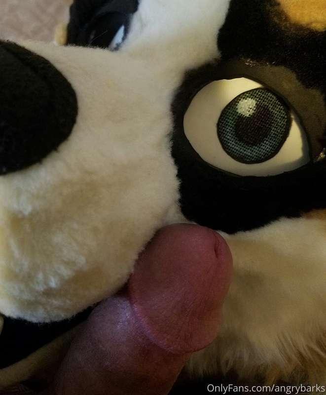 angrybarks image #0