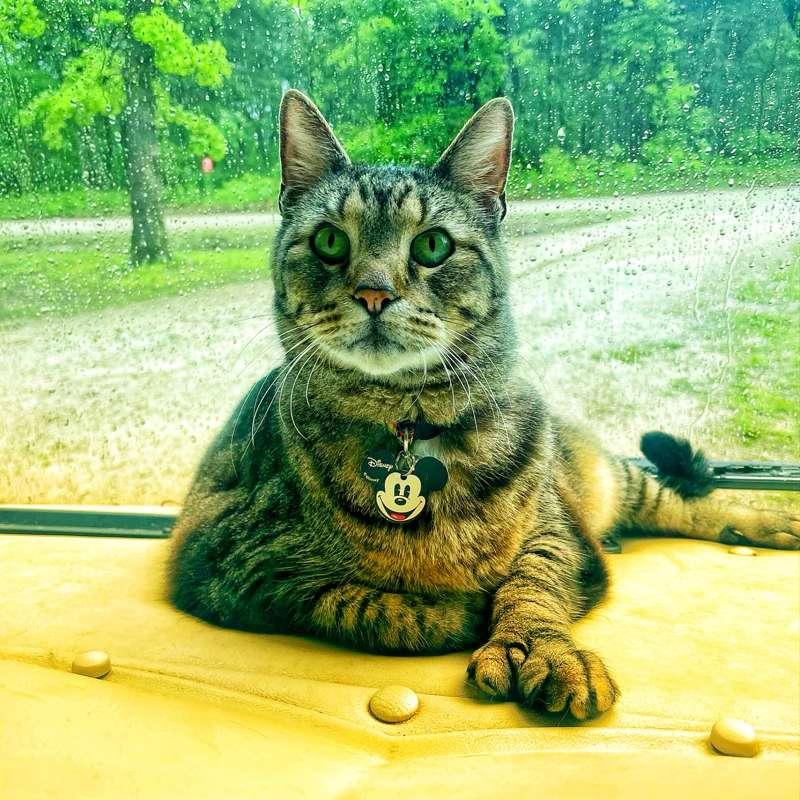 Happy 14th Birthday in kitty heaven, baby boy Jax 😻 I miss you buddy. 